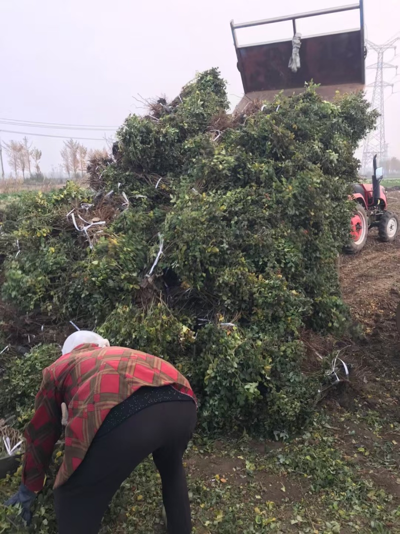 食用药用玫瑰苗四季级玫瑰苗二年绿化苗木