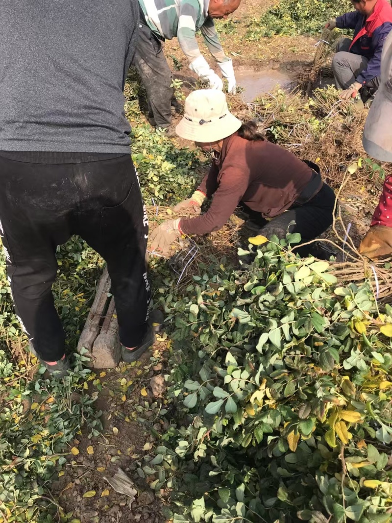 食用药用玫瑰苗四季级玫瑰苗二年绿化苗木
