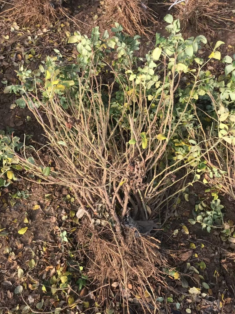 食用药用玫瑰苗四季级玫瑰苗二年绿化苗木