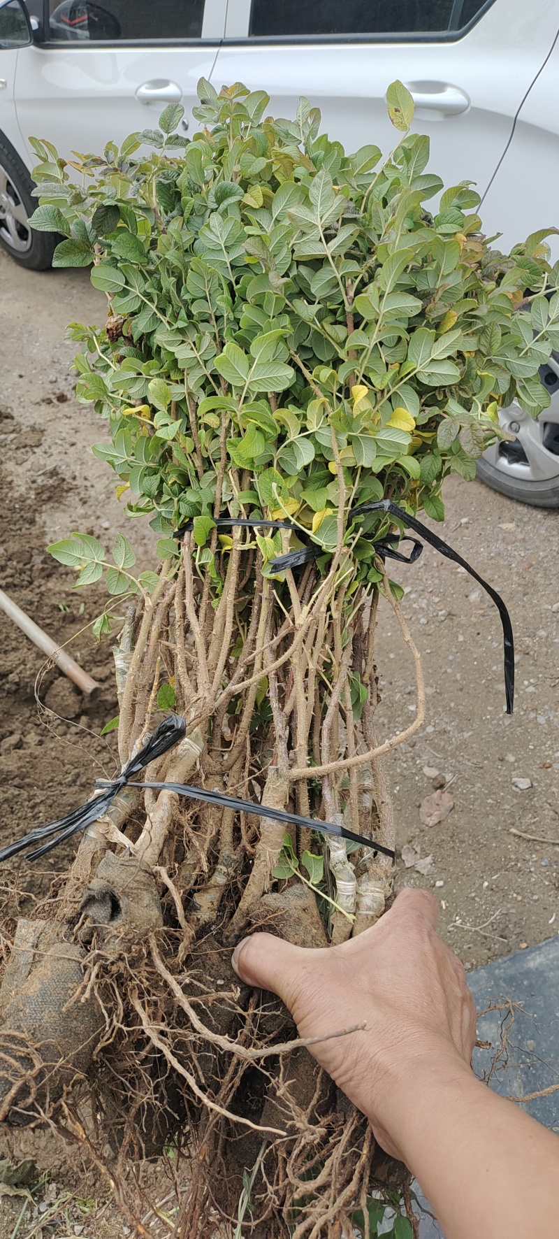 食用药用玫瑰苗四季级玫瑰苗二年绿化苗木