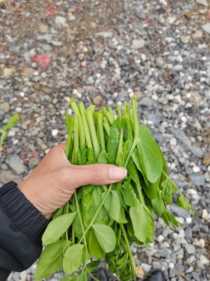 贵州豌豆尖