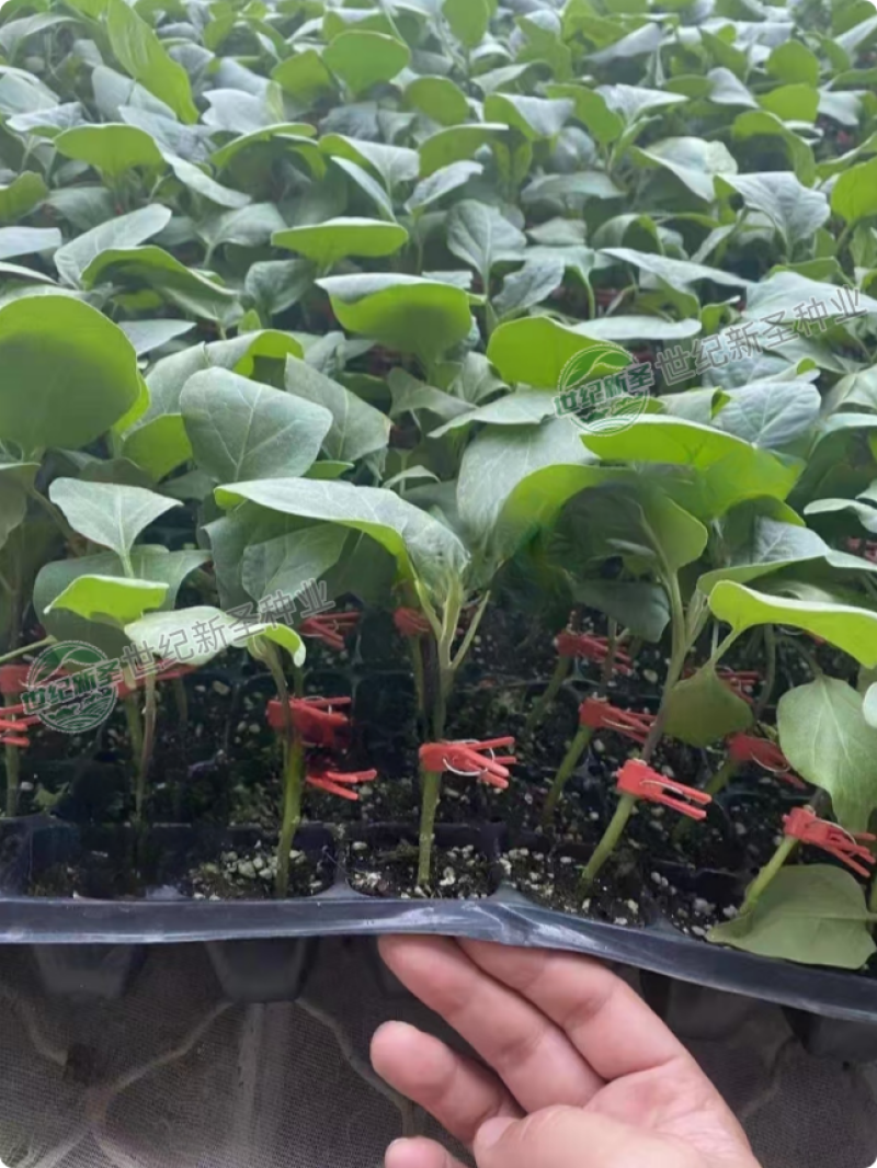烧烤茄种子口感好耐运输深紫红亮丽果肉饱满长棒茄种子