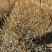 黄柏苗、黄菠萝苗基地现货供应、基地发货。
