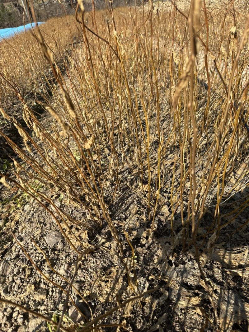 黄柏苗、黄菠萝苗基地现货供应、基地发货。