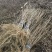 黄柏苗、黄菠萝苗基地现货供应、基地发货。