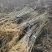 黄柏苗、黄菠萝苗基地现货供应、基地发货。