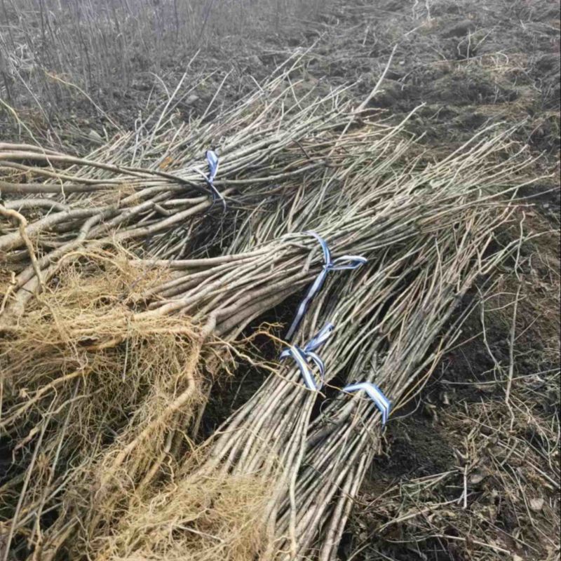 黄柏苗、黄菠萝苗基地现货供应、基地发货。
