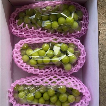 阳光玫瑰葡萄量大从优价格美丽品质保证