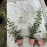 中华木绣球180杯，高度80cm一1m，基地有量欢迎订购