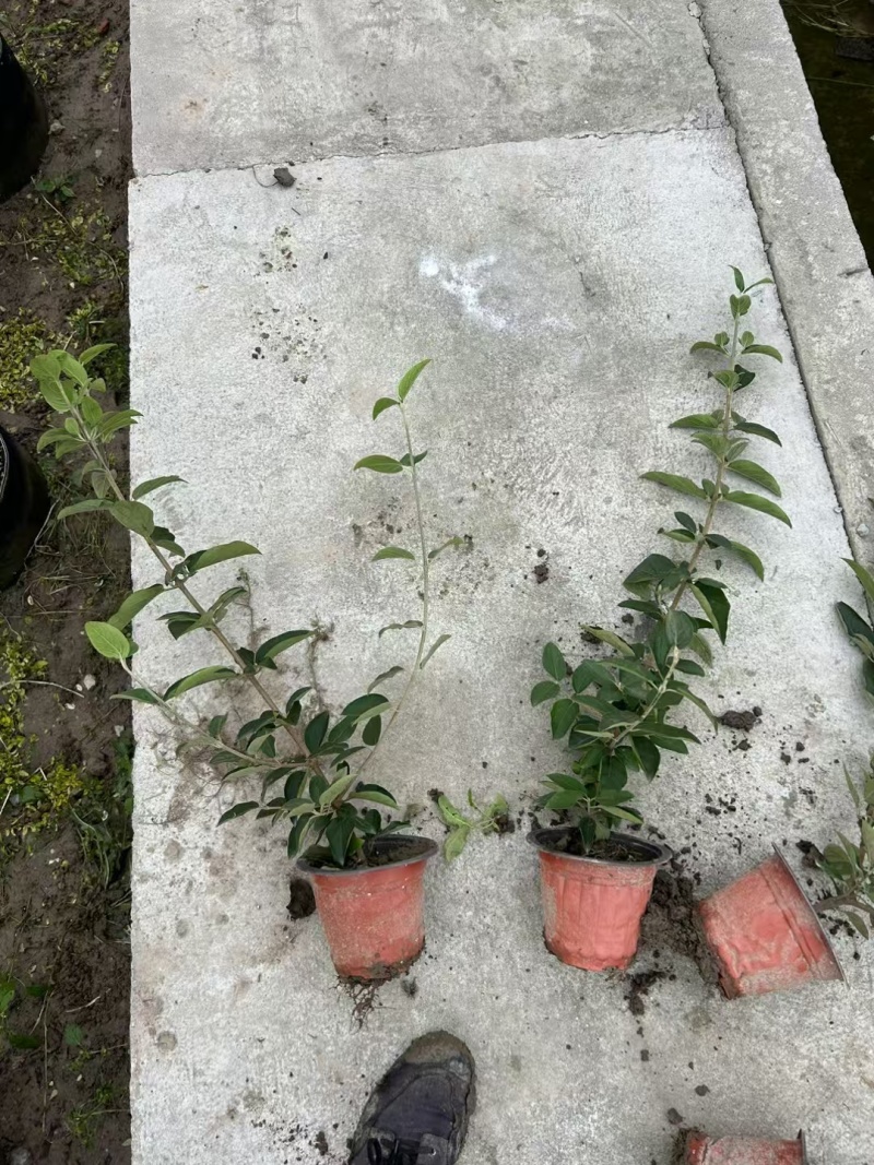 中华木绣球180杯，高度80cm一1m，基地有量欢迎订购