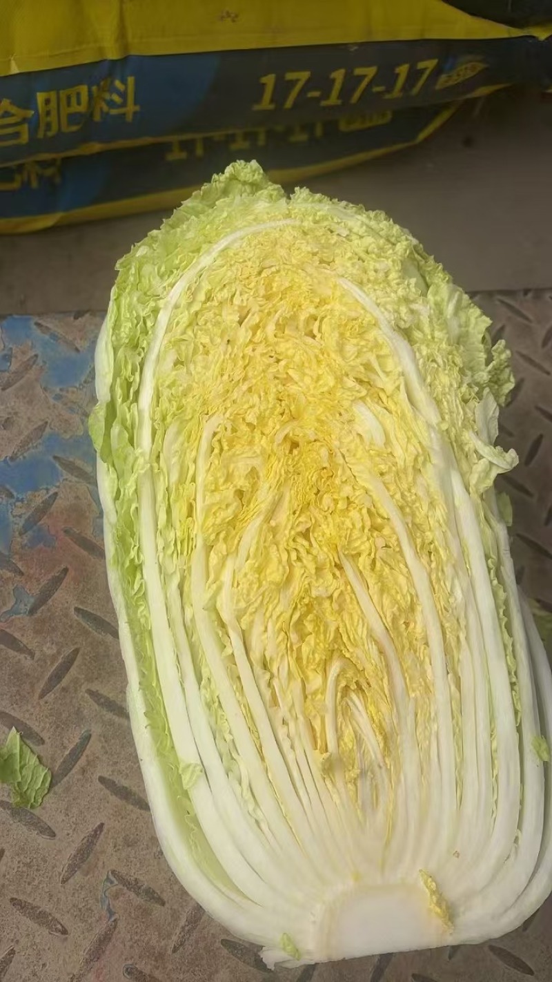 黄心大白菜300亩，保证质量，物美价廉，欢迎合作共赢！