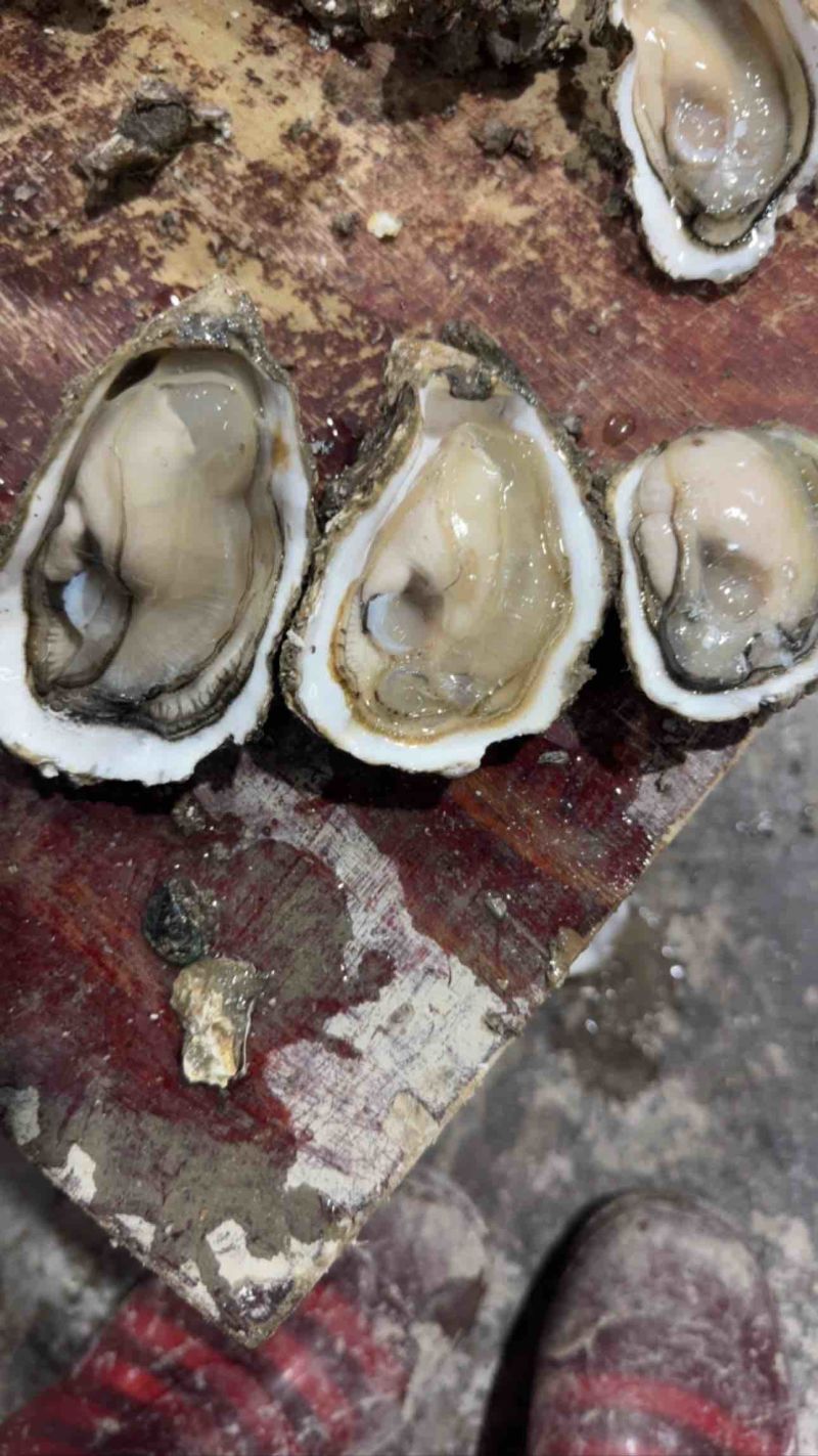 爆肥生蚝