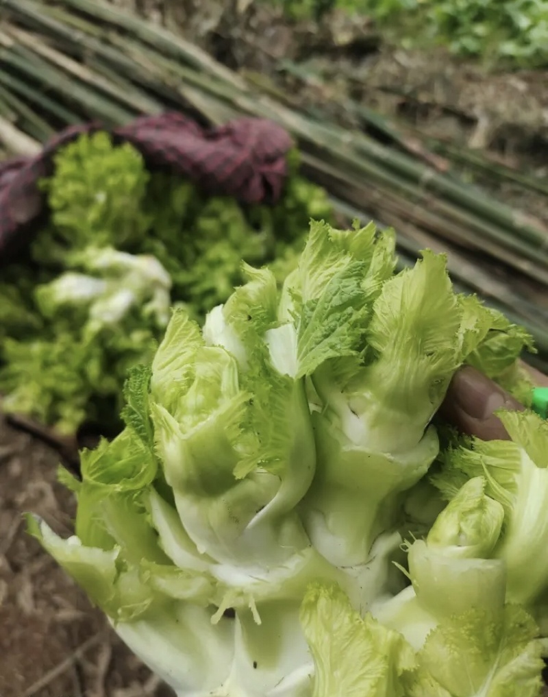 儿菜，抱儿菜基地直发量大从优品质保证