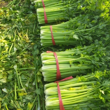 西芹河北皇妃芹菜商超电商配货品种齐全净菜加工代发
