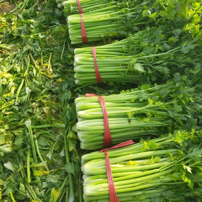 西芹河北皇妃芹菜商超电商配货品种齐全净菜加工代发