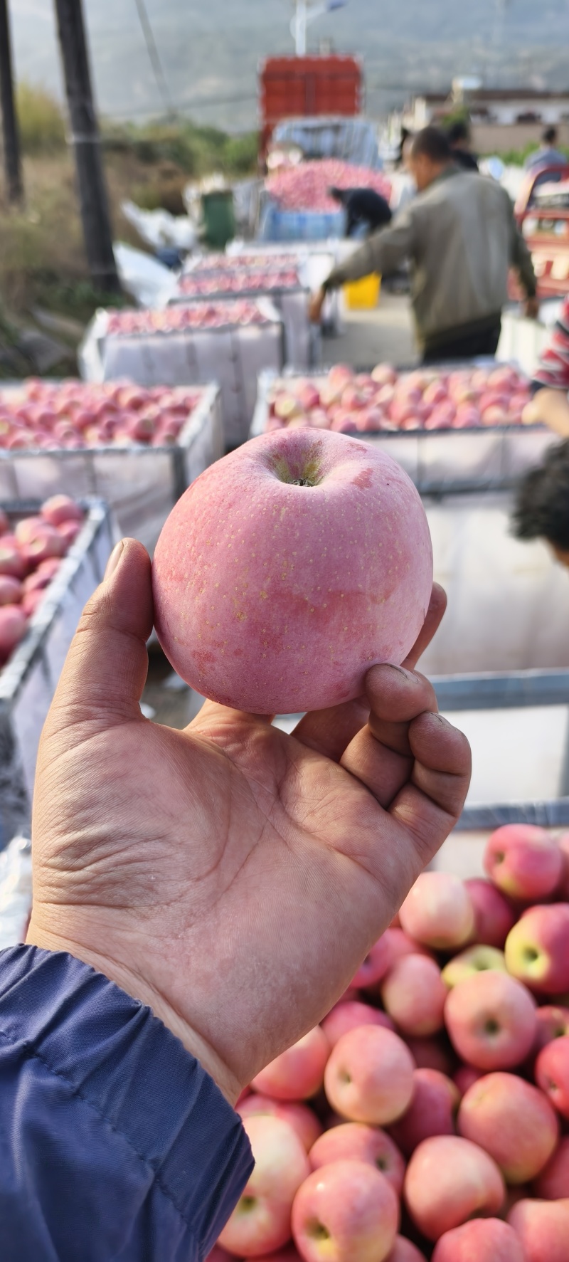 甘肃天水红富士片花苹果全是商品果大量有货