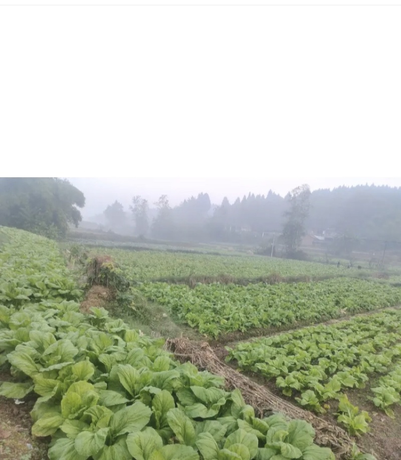 精品棒菜基地直发货源充足品质有保证欢迎来电洽谈