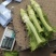 精品棒菜基地直发货源充足品质有保证欢迎来电洽谈