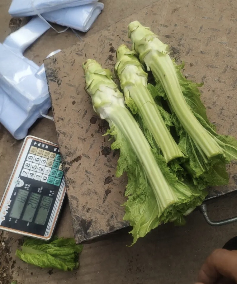 精品棒菜基地直发货源充足品质有保证欢迎来电洽谈