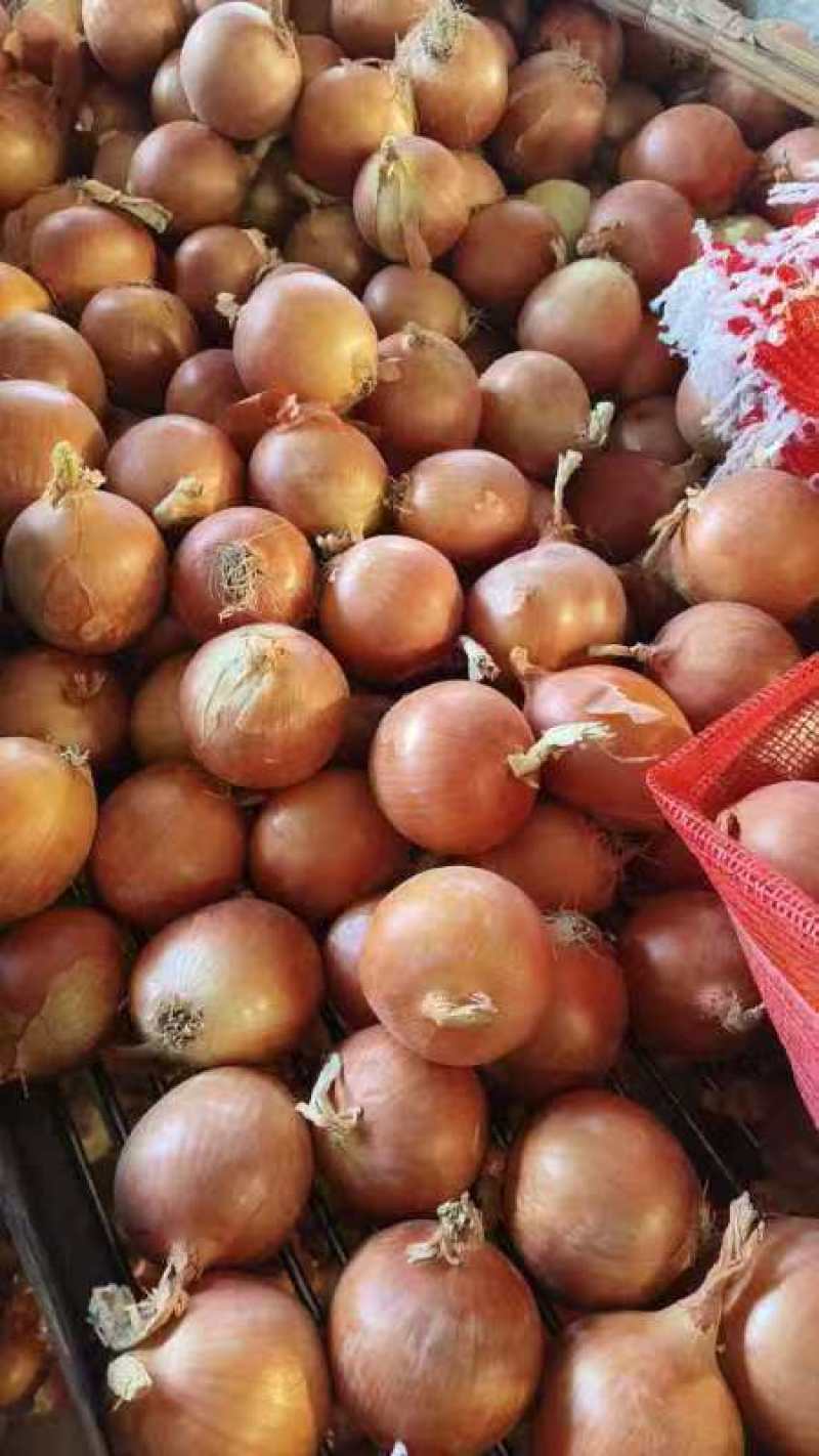 山东济宁鱼台黄皮洋葱干净杂质少果形圆润规格齐全大小都有