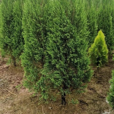 需要请联系，都好商量
