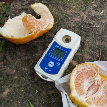 耙耙柑春见耙耙柑耙耙柑纯甜无酸产地货源