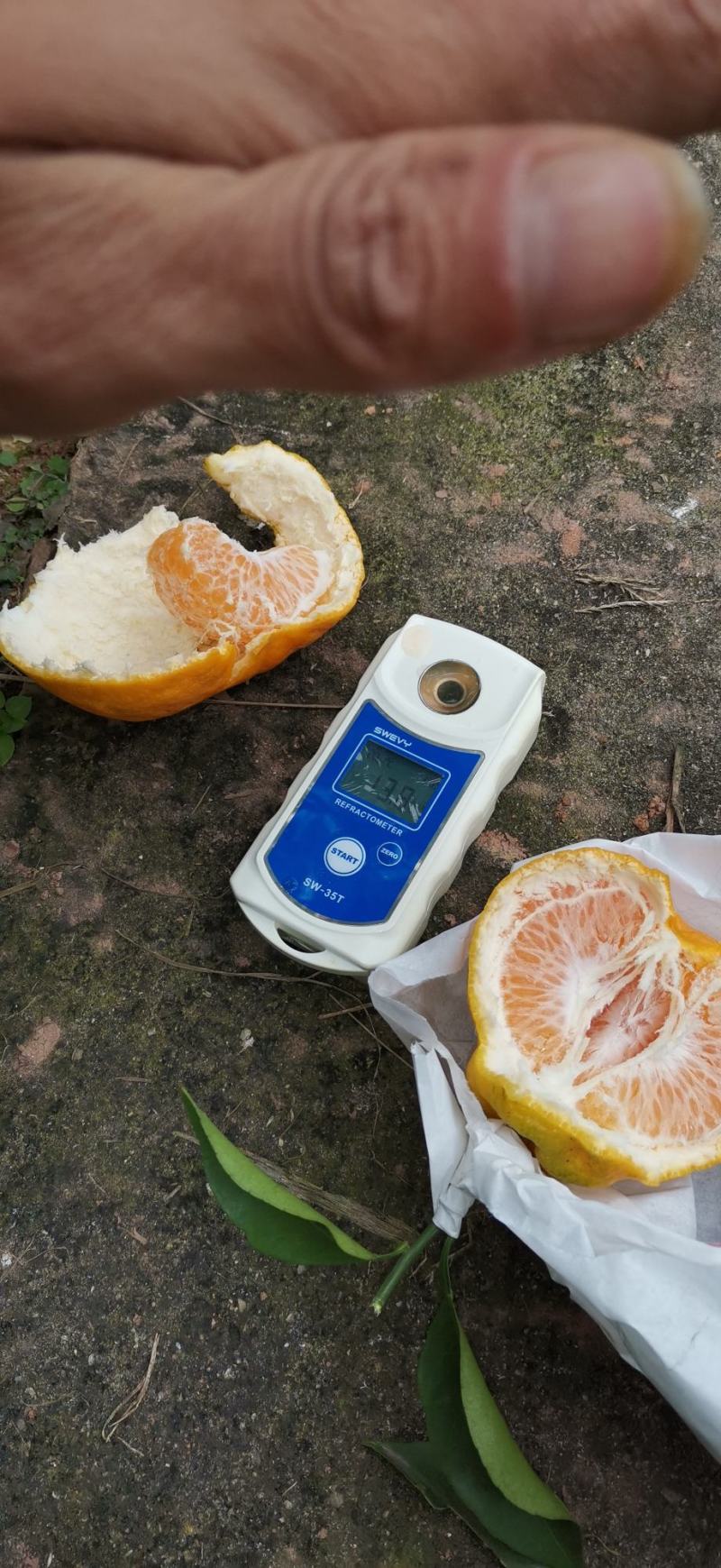 耙耙柑春见耙耙柑耙耙柑纯甜无酸产地货源