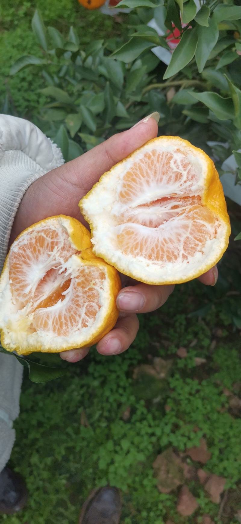 耙耙柑春见耙耙柑耙耙柑纯甜无酸产地货源