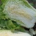 包心菜
