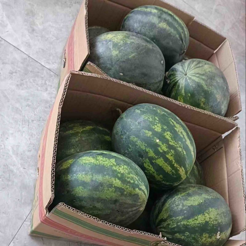 河北高健一号新品种西瓜大量上市，基地直发视频看货对接全国