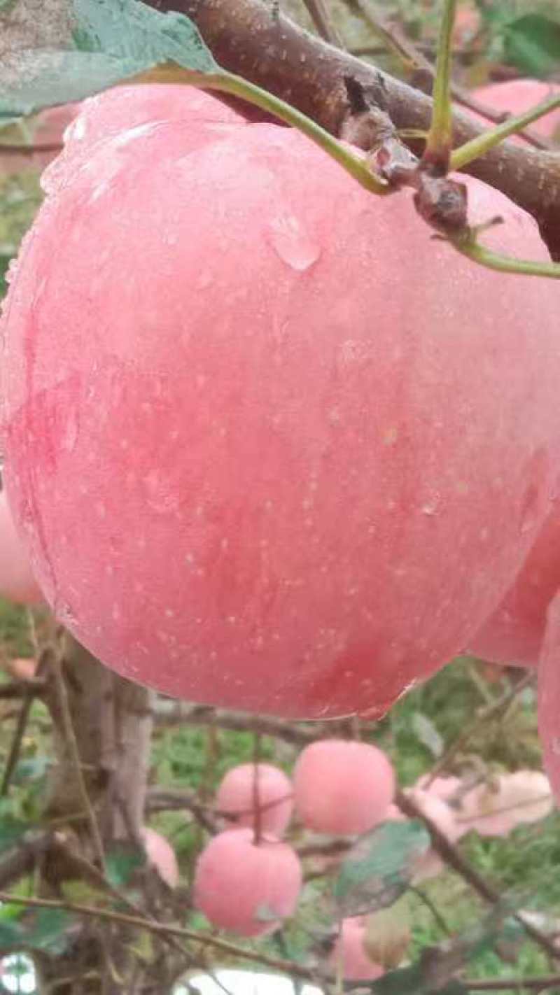 【正宗】山东烟台红富士苹果量大从优产地直发保质保量对接