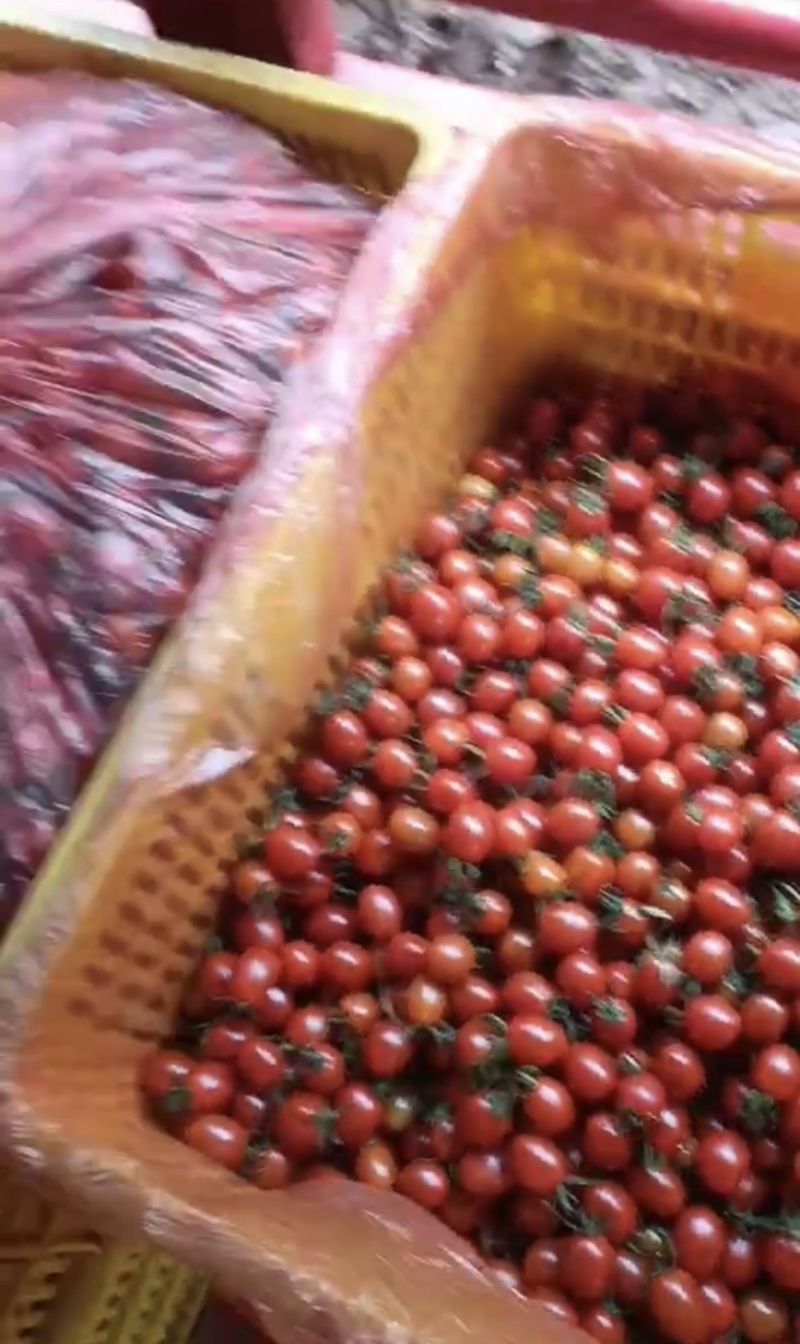 云南圣女果全国发货，量大从优，可视频看货，欢迎致电