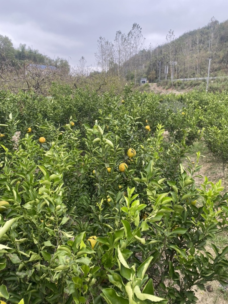 黄金贡柚苗湖南基地直发，量大从优，一手货源包活坏苗包赔。