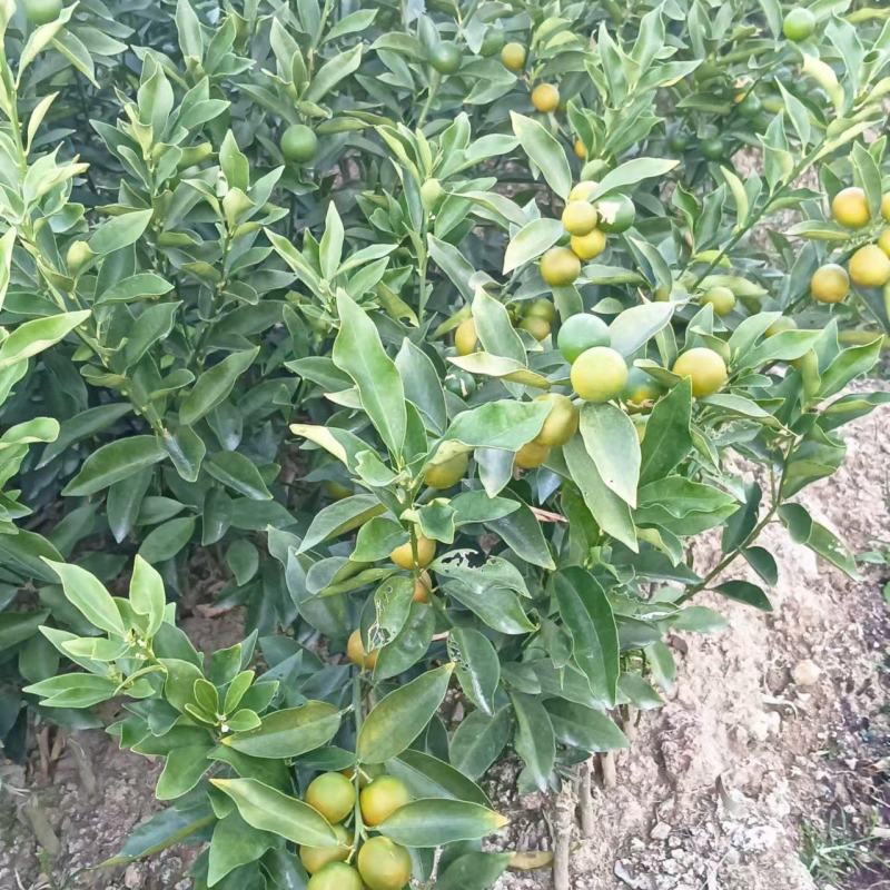 【推荐】广西脆皮金桔苗金桔苗一手货源品种多质量优技术指导