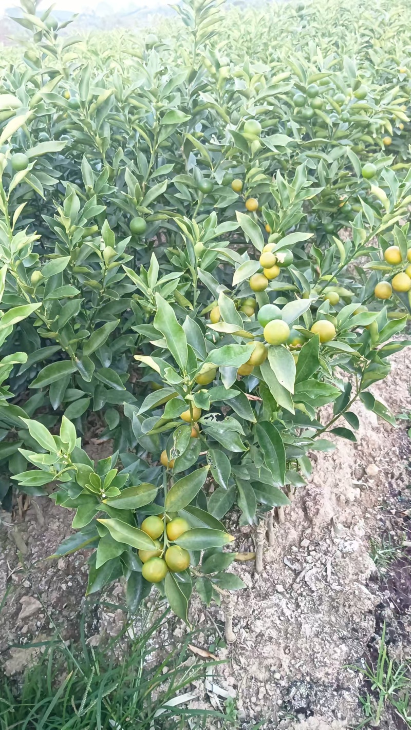 【推荐】广西脆皮金桔苗金桔苗一手货源品种多质量优技术指导