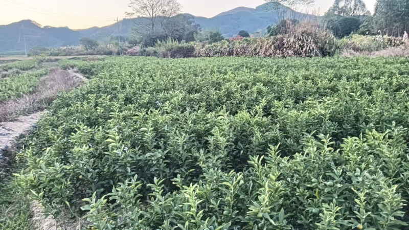 【推荐】广西脆皮金桔苗金桔苗一手货源品种多质量优技术指导