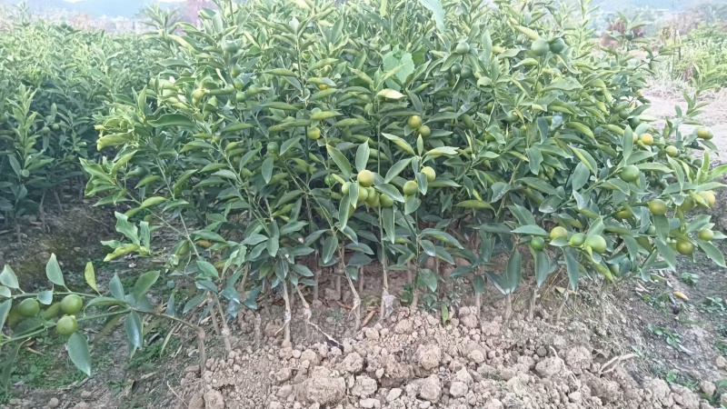 【推荐】广西脆皮金桔苗金桔苗一手货源品种多质量优技术指导