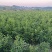 【推荐】广西脆皮金桔苗金桔苗一手货源品种多质量优技术指导