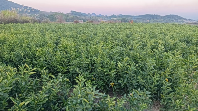 【推荐】广西脆皮金桔苗金桔苗一手货源品种多质量优技术指导