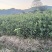 【推荐】广西脆皮金桔苗金桔苗一手货源品种多质量优技术指导