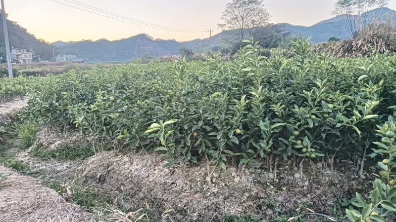 【推荐】广西脆皮金桔苗金桔苗一手货源品种多质量优技术指导