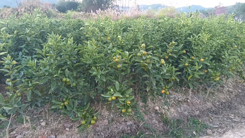 【推荐】广西脆皮金桔苗金桔苗一手货源品种多质量优技术指导