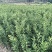 【推荐】广西脆蜜金桔苗金桔苗一手货源品种多质量优技术指导