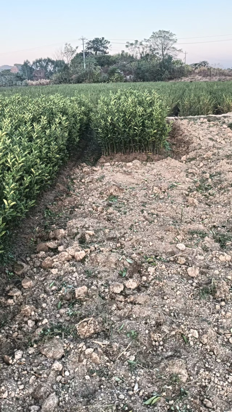 【推荐】广西脆蜜金桔苗金桔苗一手货源品种多质量优技术指导