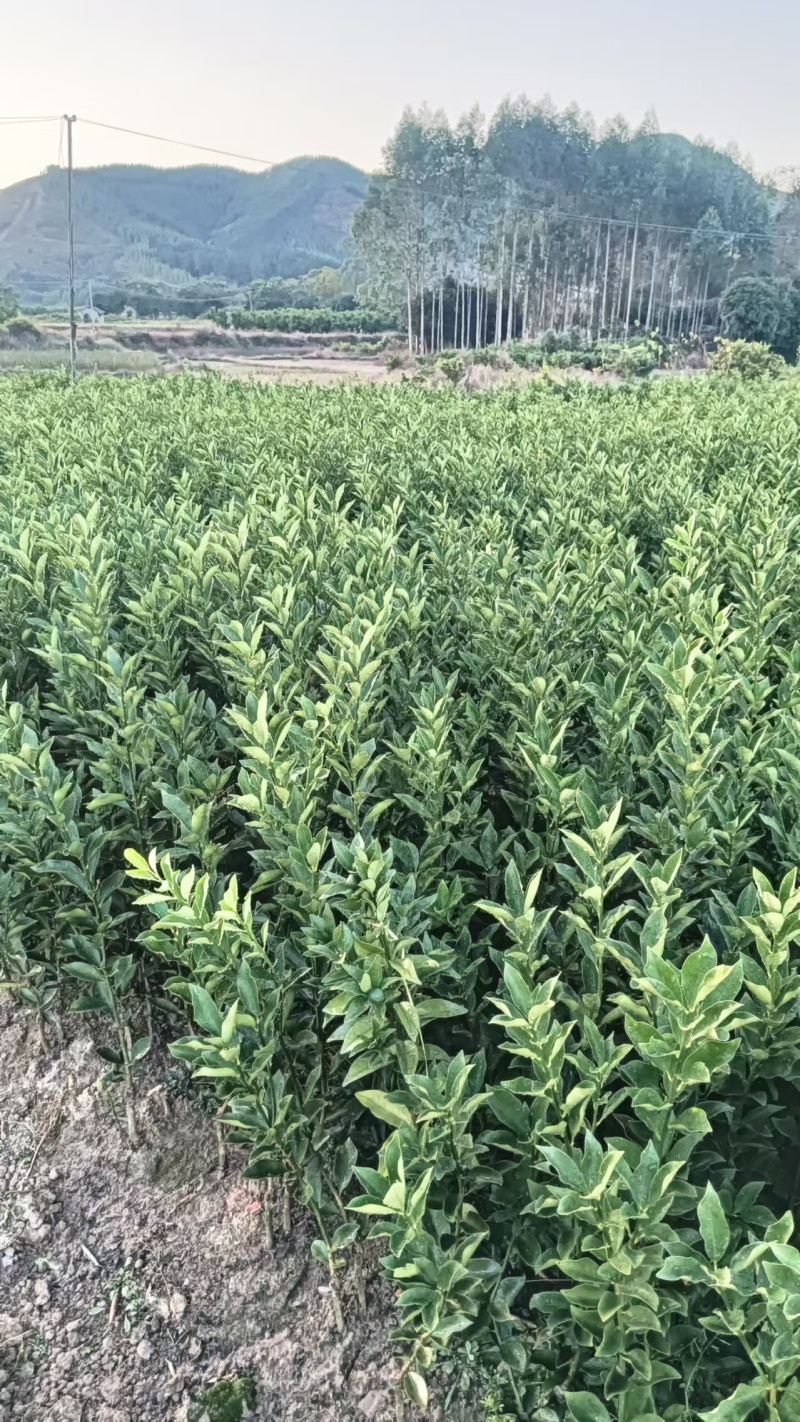 【推荐】广西脆蜜金桔苗金桔苗一手货源品种多质量优技术指导