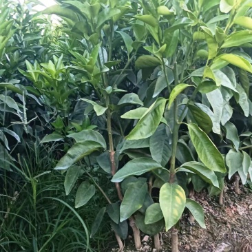 【推荐】广西沃柑苗柑桔苗一手货源品种多质量优技术指导