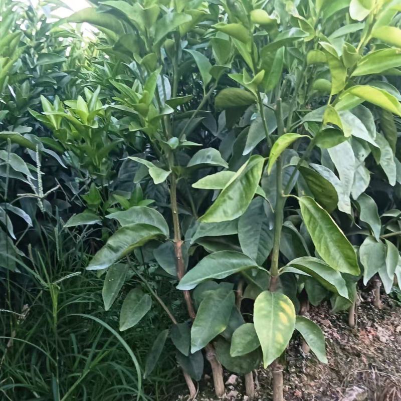 【推荐】广西沃柑苗柑桔苗一手货源品种多质量优技术指导