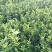 【推荐】广西沃柑苗柑桔苗一手货源品种多质量优技术指导