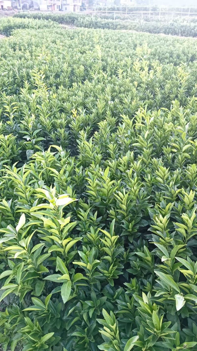 【推荐】广西沃柑苗柑桔苗一手货源品种多质量优技术指导