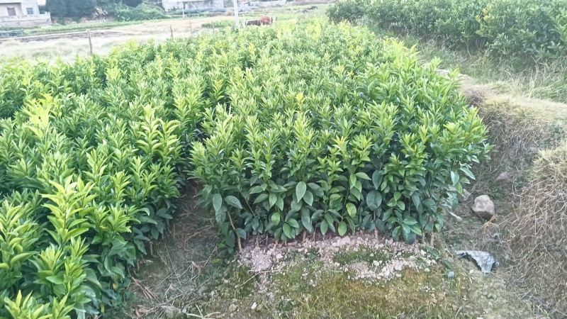 【推荐】广西沃柑苗柑桔苗一手货源品种多质量优技术指导
